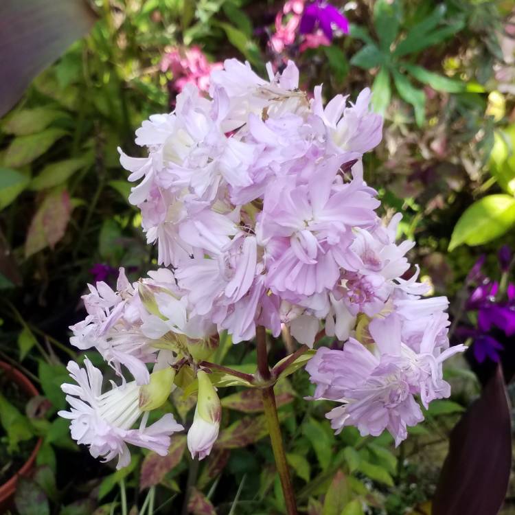 plant image 1154936 plant image 1154936