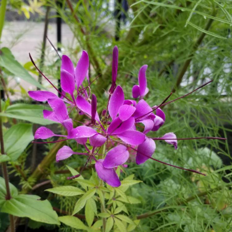 Plant image Cleome hassleriana 'Violet Queen'