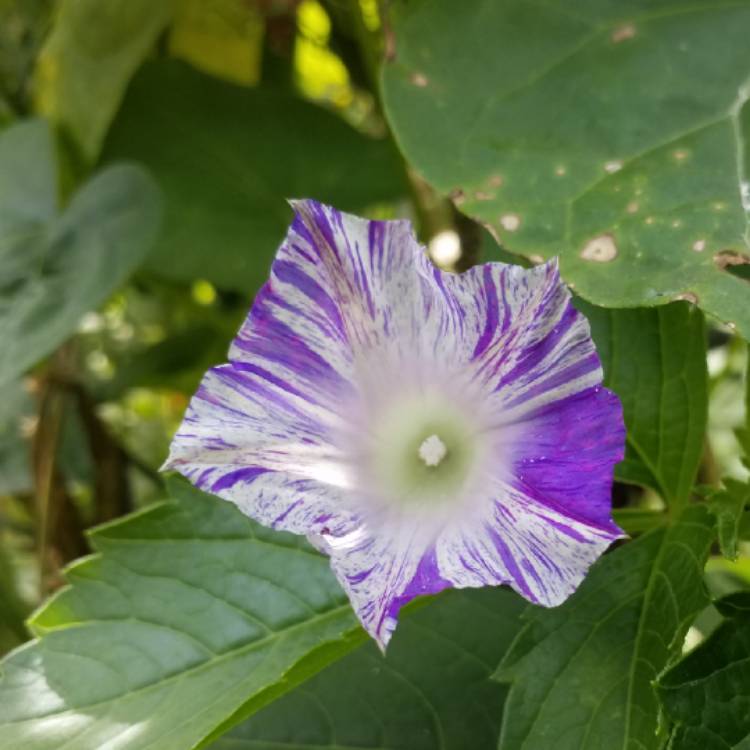 plant image 1163530 plant image 1163530