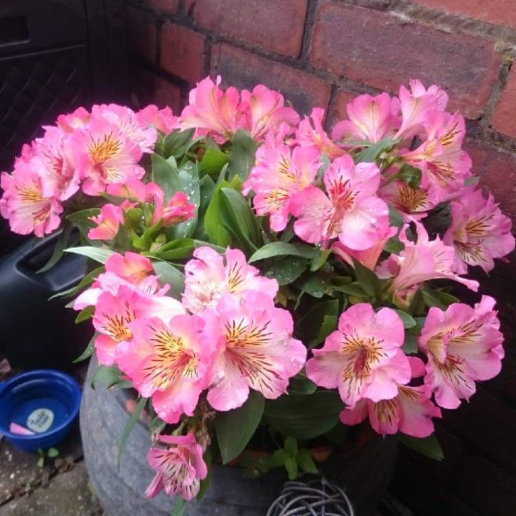 plant image 1164068