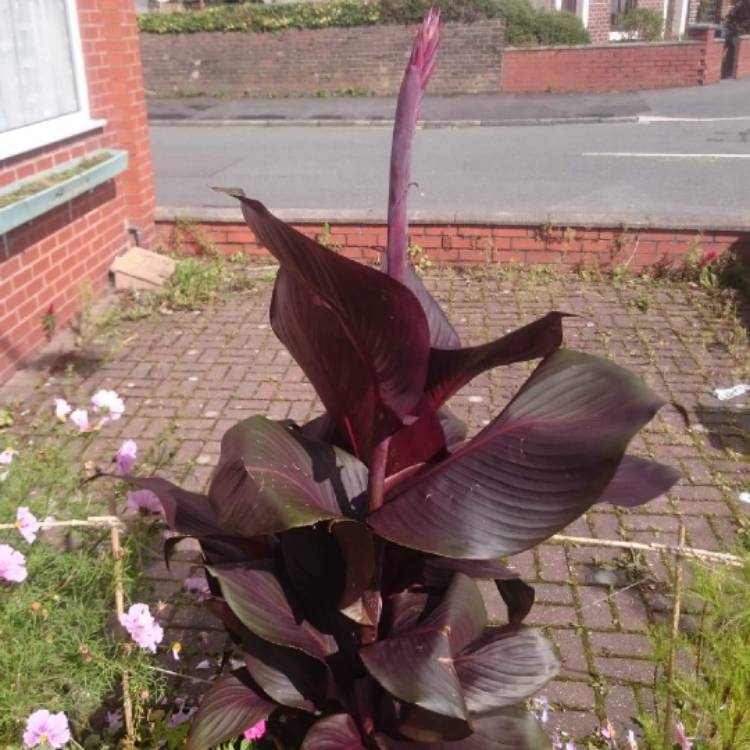 plant image 1164078 plant image 1164078