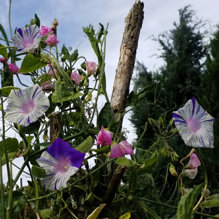 Plant image Ipomoea purpurea 'Carnival de Venezia'