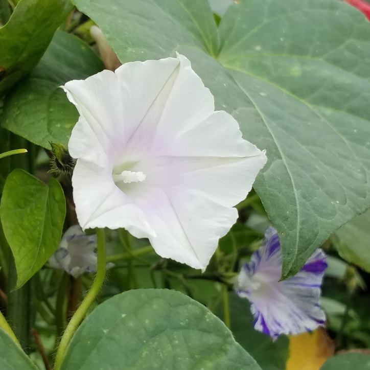 plant image 1173504 plant image 1173504
