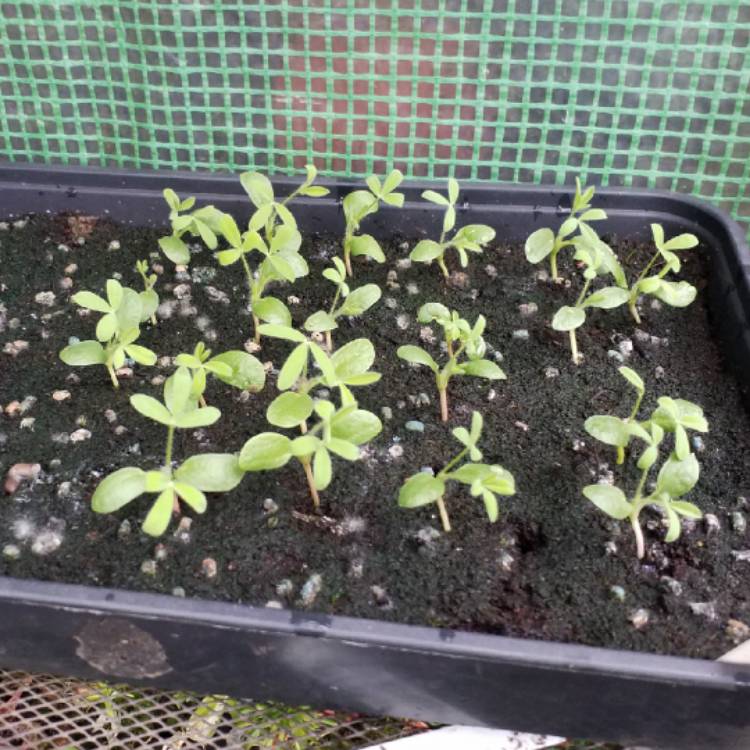 plant image 1173512