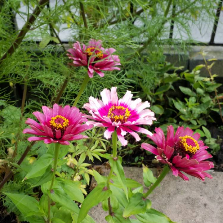 Plant image Zinnia elegans 'Whirligig Mix'