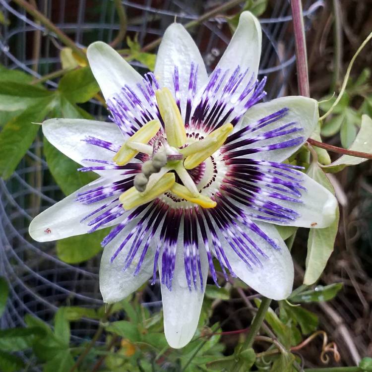 Plant image Passiflora caerulea 'White Lightning'