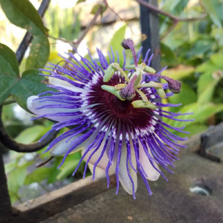 plant image 1177505
