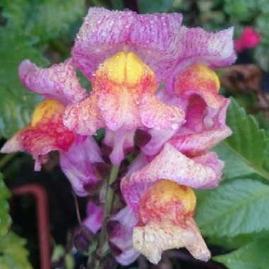 Antirrhinum majus 'Picasso Splash'