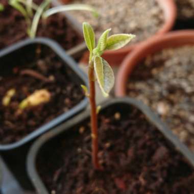 Persea americana  syn. Persea gratissima