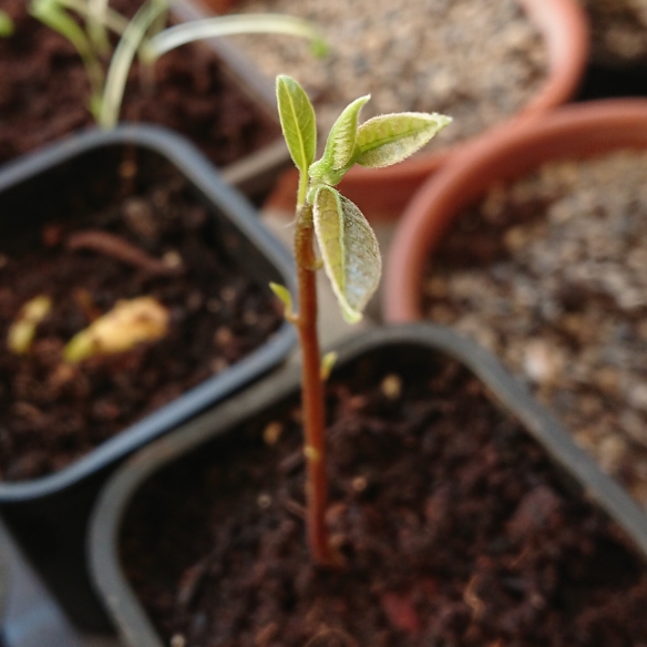Plant image Persea americana  syn. Persea gratissima