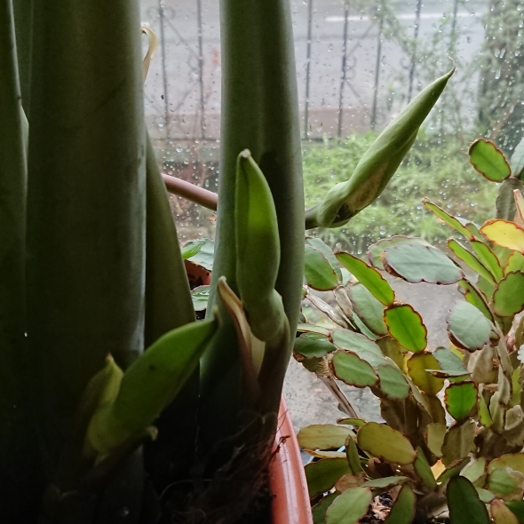 Plant image Zamioculcas zamiifolia
