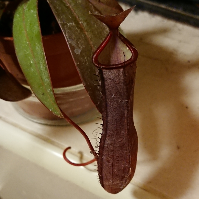 plant image 1236069