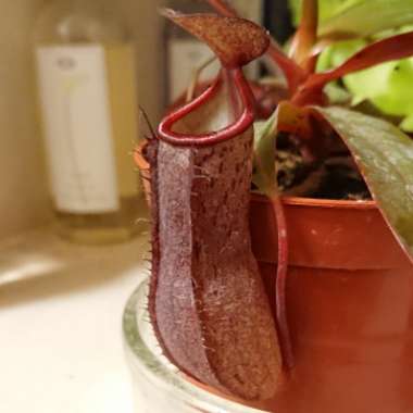 Nepenthes Sanguinea