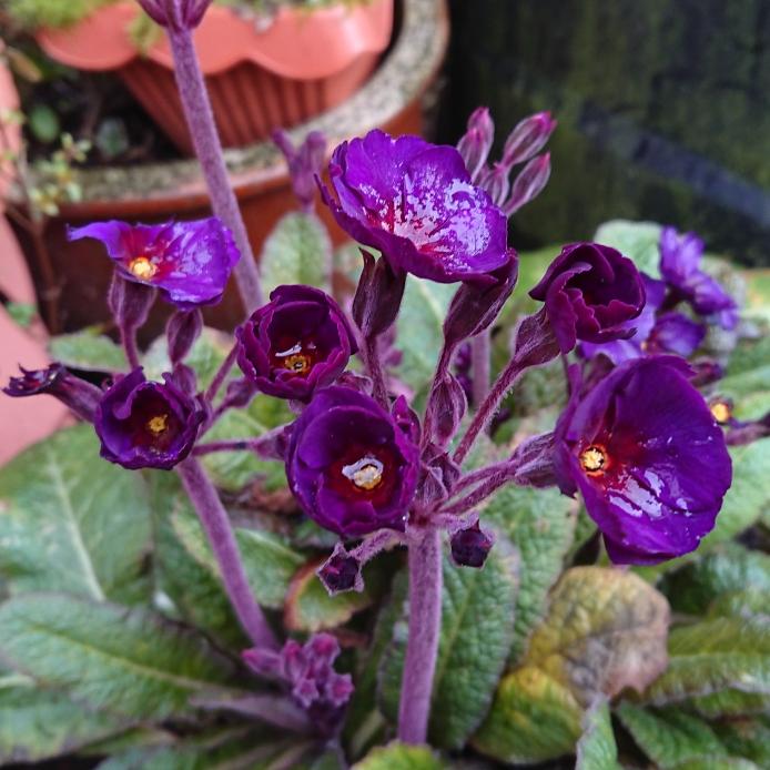 plant image 1247663