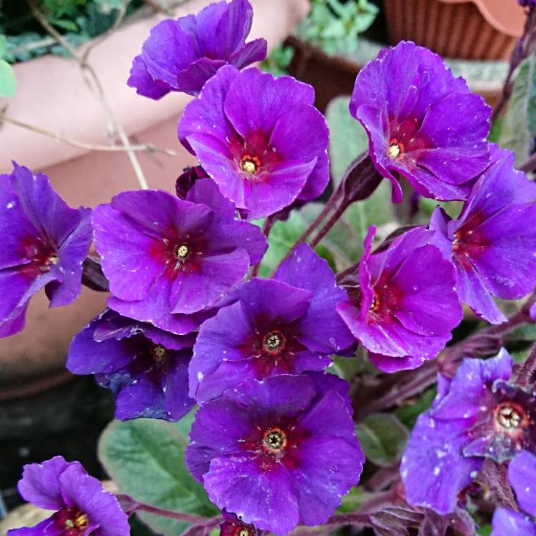 plant image 1263331