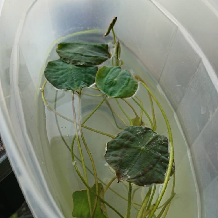 plant image 1264063 plant image 1264063