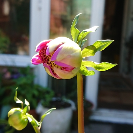 plant image 1276056 plant image 1276056
