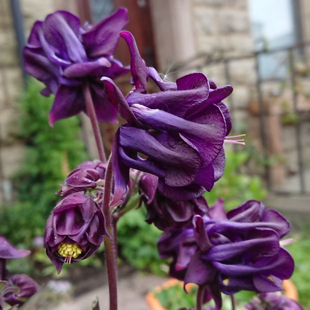 Plant image Aquilegia Vulgaris 'Purple Emperor'