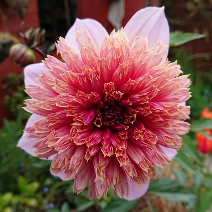 plant image 1285475 plant image 1285475