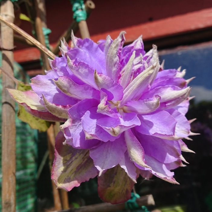plant image 1297184 plant image 1297184