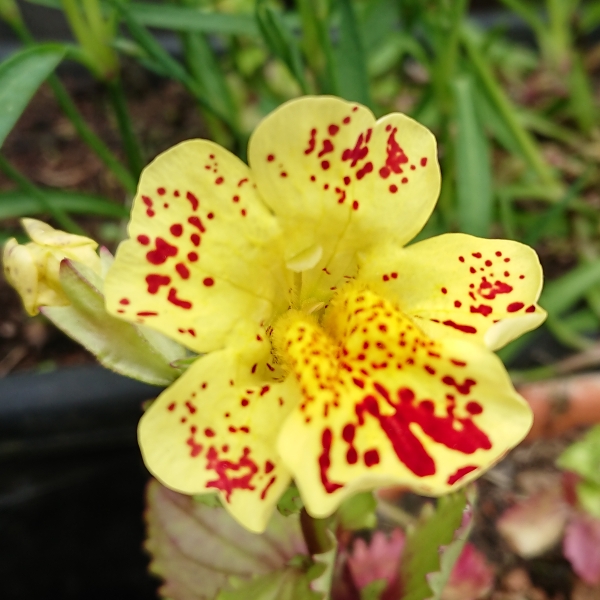 plant image 1301305 plant image 1301305