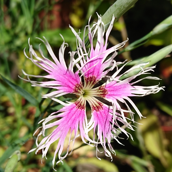 plant image 1315359 plant image 1315359