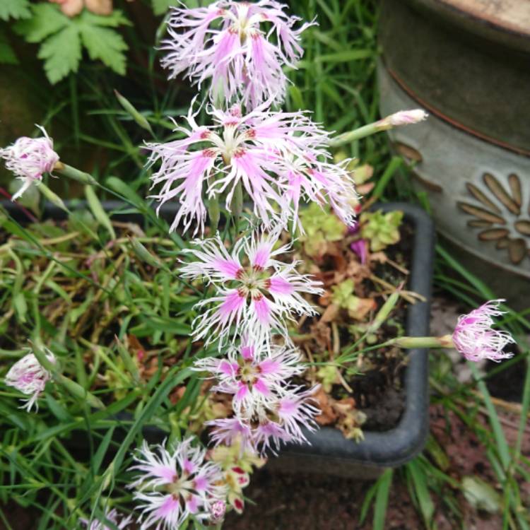 plant image 1321592 plant image 1321592