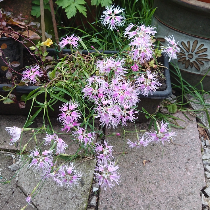 plant image 1325983 plant image 1325983