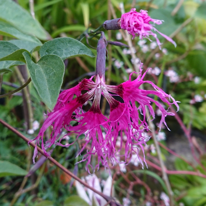 plant image 1329474 plant image 1329474