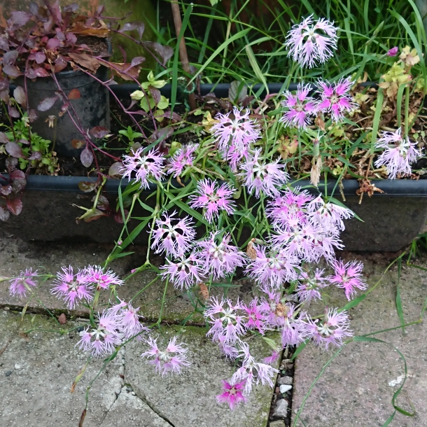 plant image 1329476 plant image 1329476