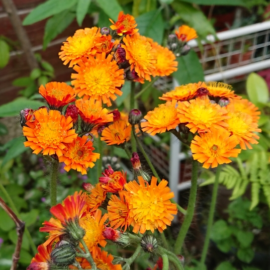 plant image 1331277