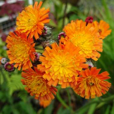 Pilosella aurantiaca