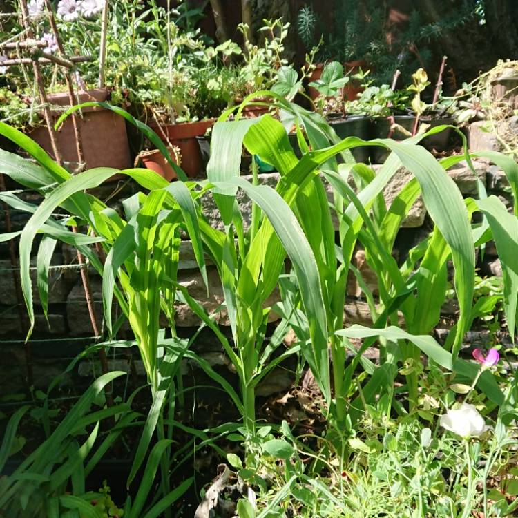 plant image 1335724 plant image 1335724
