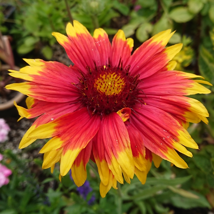 plant image 1337443 plant image 1337443