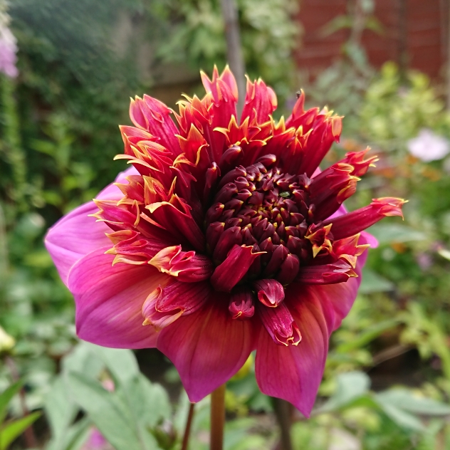 plant image 1338293 plant image 1338293