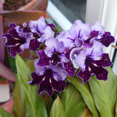 Streptocarpus