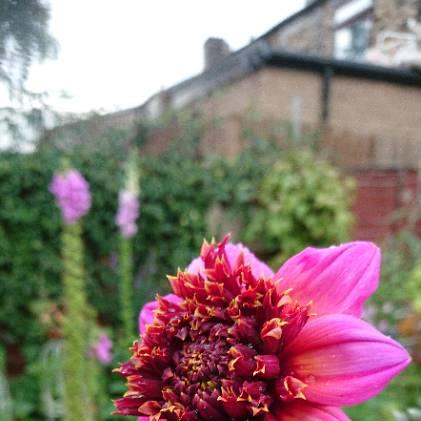 plant image 1341003 plant image 1341003