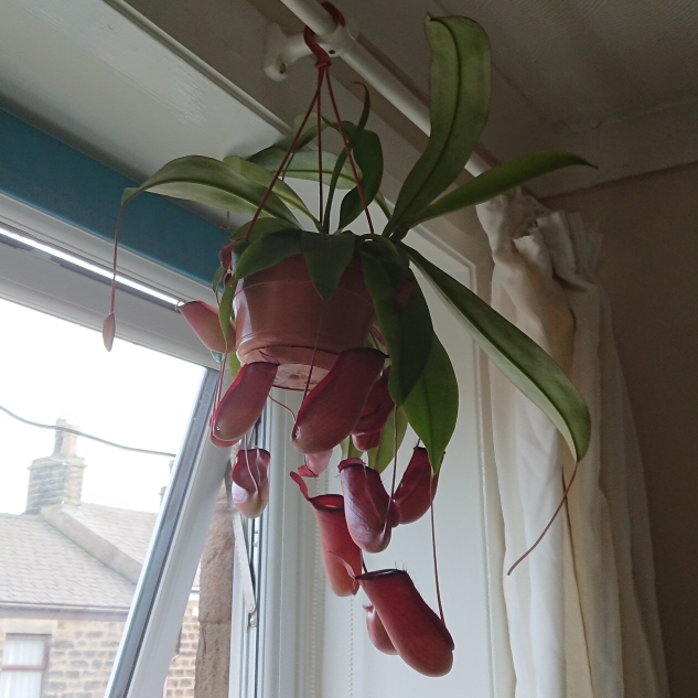 plant image 1341462 plant image 1341462