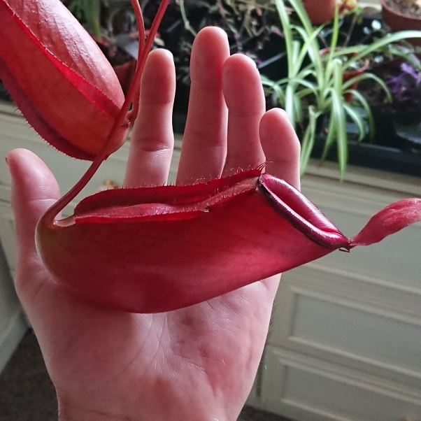Plant image Nepenthes 'Alata'