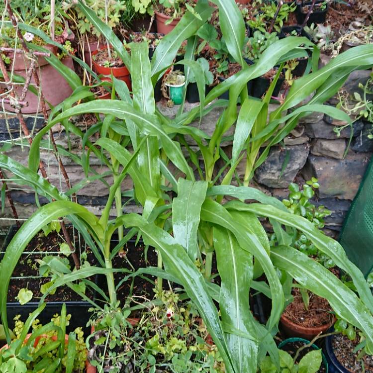 plant image 1343247 plant image 1343247
