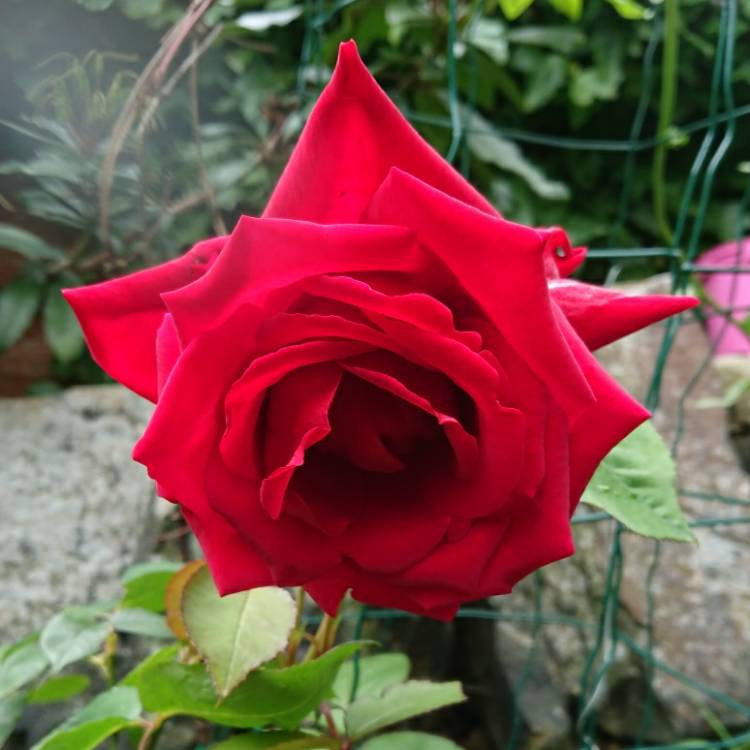 plant image 1352907 plant image 1352907