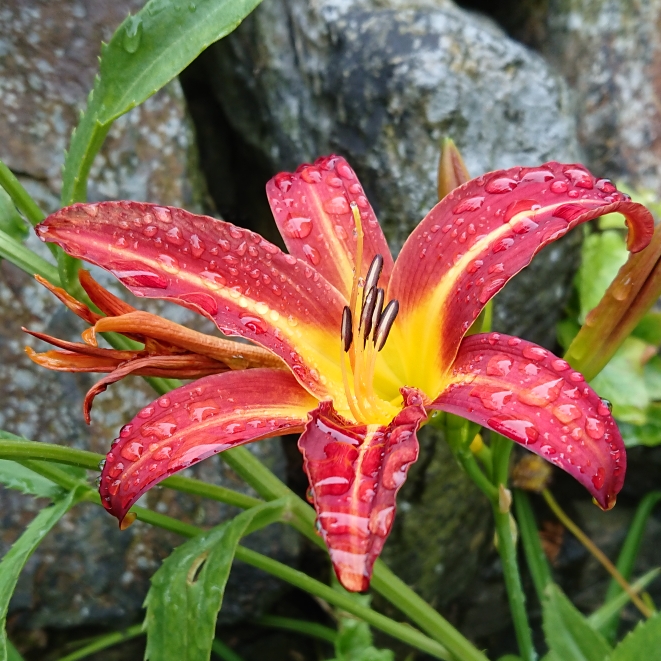 plant image 1356373 plant image 1356373