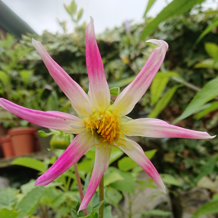 plant image 1357645 plant image 1357645