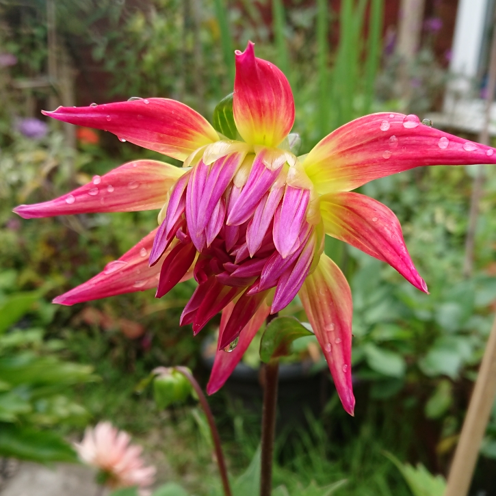 plant image 1362594 plant image 1362594
