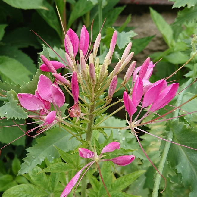 plant image 1362603 plant image 1362603