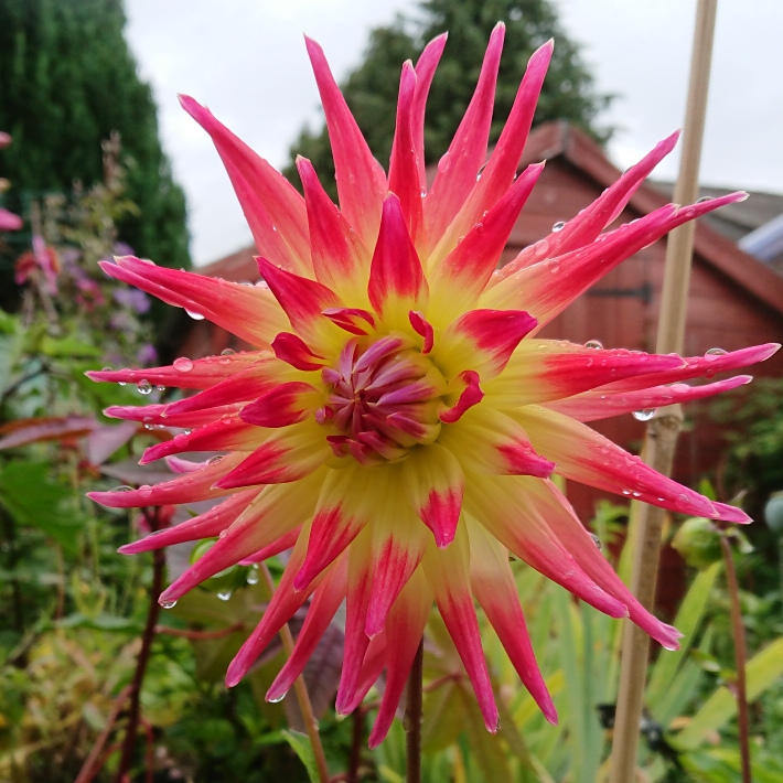 Dahlia 'Electric Flash', Dahlia 'Electric Flash' (Semi-cactus ...