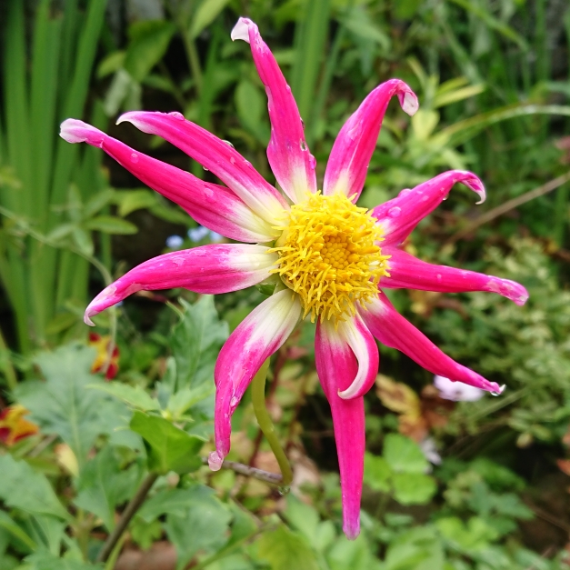 plant image 1365872 plant image 1365872