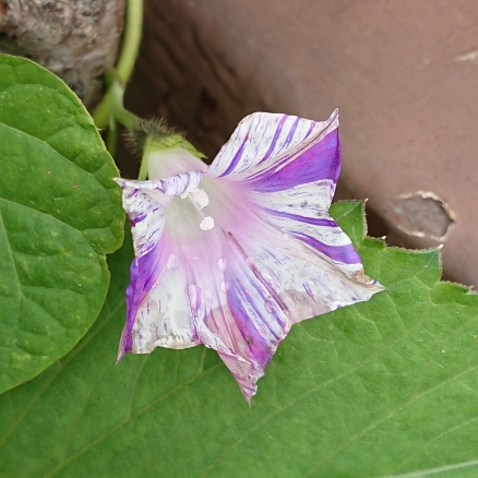 plant image 1365890 plant image 1365890