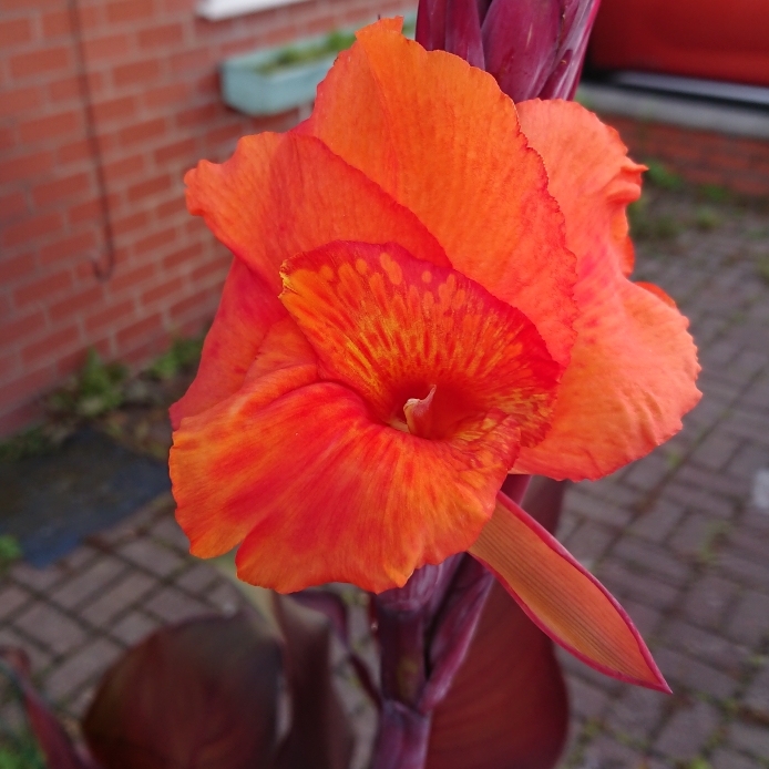 plant image 1368123 plant image 1368123