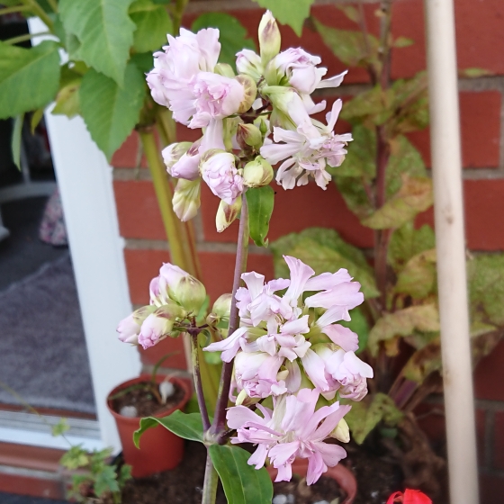 plant image 1368125 plant image 1368125